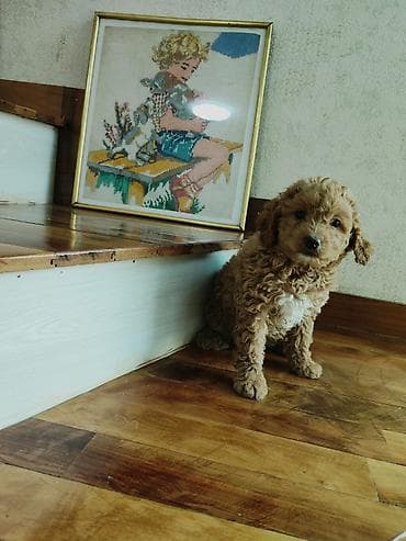 Птицы: Пудель — 9