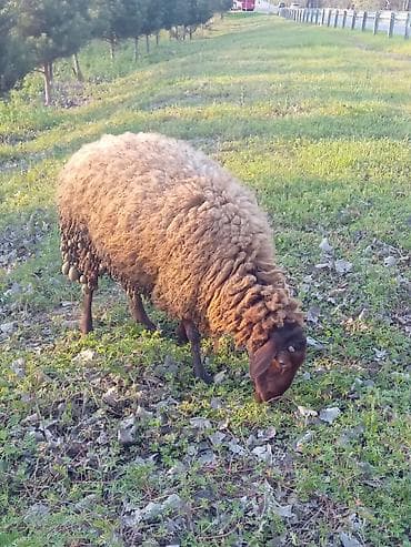 dana xacmaz: Qoyunlar – ət, süd və yun üçün - Cins: yerli quyruqlu (yağlı quyruq) — 6