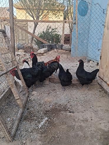 toyuq satilir: Toyuq, Australorp, Yumurtalıq — 2