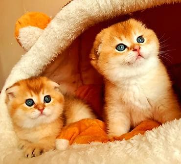 pişik adları: Şotland, Erkək, Dişi, Ödənişli çatdırılma — 2