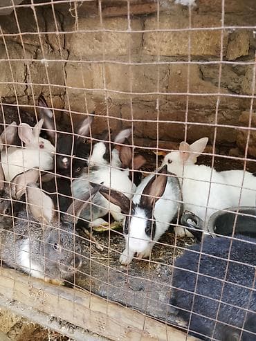 dovşan adları: Satış üçün dekorativ dovşanlar - Cins/müxtəliflik: fərqli rənglərdə — 4