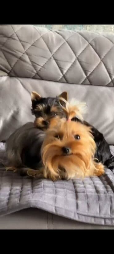 ördək bala: Yorkşir teryer, 3 ay, Erkek, Peyvəndli, Ünvandan götürmə — 2