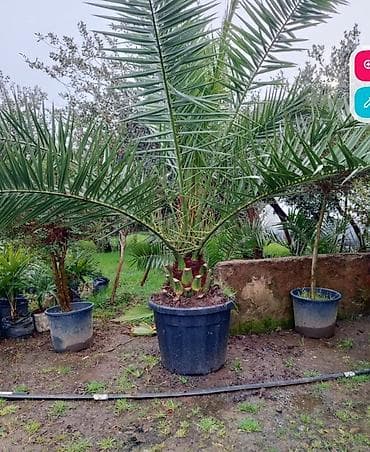 kitayski roza gulu: Finik Xurma ağaci (Phoenix dactylifera) – iri dibçəkdə - Növ: tikanlı — 10