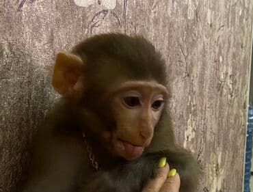 продажа домашних животных: Karlik makaka rezus satılır. Erkəkdir. 1 yaşı yoxdur. Ailədə 35-40 il — 5