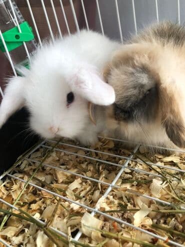 norka heyvan: Minilap dovşan 1i erkek 1i dişi setqası su qabları qumu otları üsdündə — 2