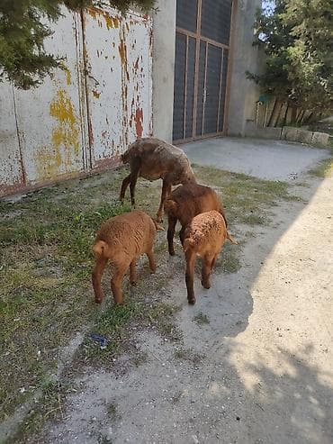 kristal yem mmc: Cavan ana balla qoyunllardi. 3. ana 3 balla bir ana balla 350 m — 5
