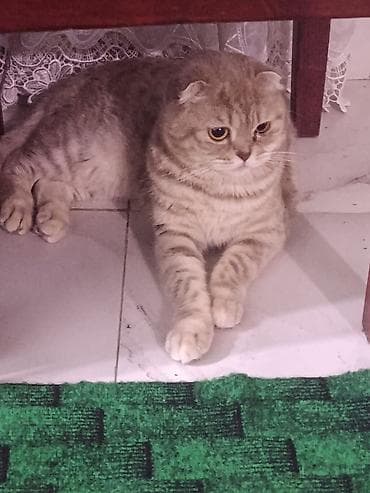 İtlər: Şotland yastı qulaq — 3