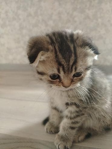 cutlesdirmek ucun pisik: Şirin balaca pişik balaları Xüsusiyyətlər: - Yaş: təxminən balaca — 2