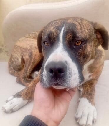 Brindle rəngli, atletik quruluşlu it – güclü mühafizə və ailə yoldaşı — 4