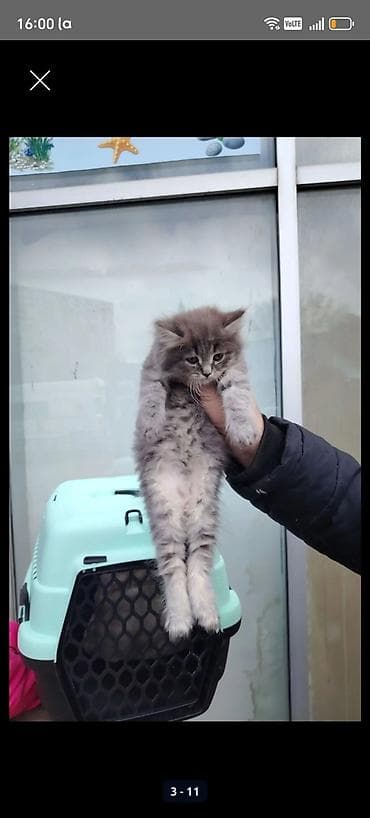 2 eded ev pisiyi boz250 azn