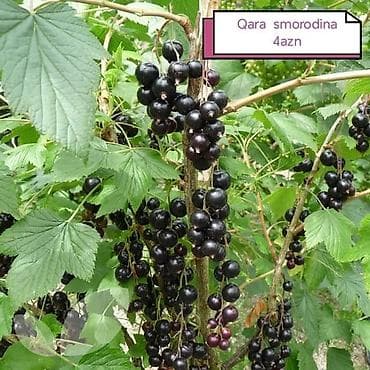 süd məhsulları: Салам килемейве тинклери сатылыр истесениз чатдырылма вар — 3