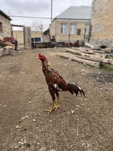 cuce ve xoruz temsil: May çolasıdı cinsi qanı qəşəydi qəşəy mamız atır göy ayaxdı probu var — 2