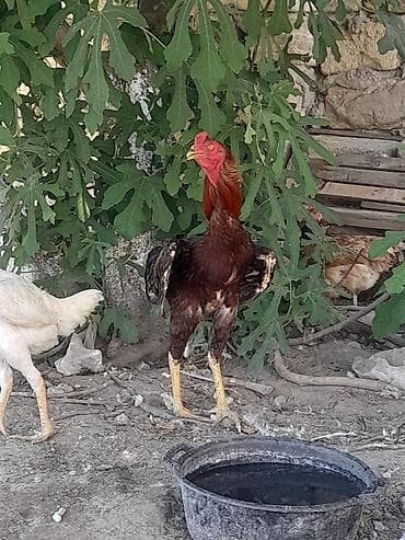 bugdanin qiymeti: Xoruz, Heyratı, il: 1, Ünvandan götürmə — 5