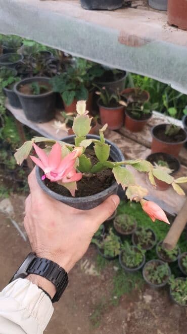 otaq bitkilərinin adları: İstiotaq bitkiləri və dekorativ çiçəklər – müxtəlif seçim - — 1