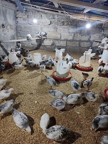С/х животные и товары: Təcili Satılır Serebris F6 colpaları 125 ədəd Colpa irili xırdalı 2 ay — 5
