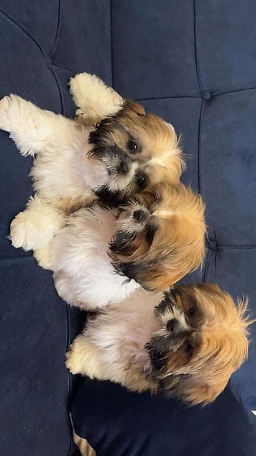 it sahiblendirme: Shi-tsu, Peyvəndli — 3