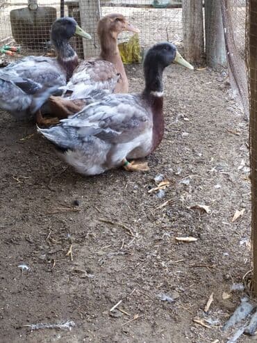 çöl ördeyi: Məhsul: Ördəklər (müxtəlif rəng çalarlarında) Təsvir: - İri cins ev — 2