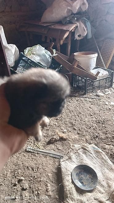 Gəmiricilər: 2 ay, Dişi, Pulsuz çatdırılma — 2