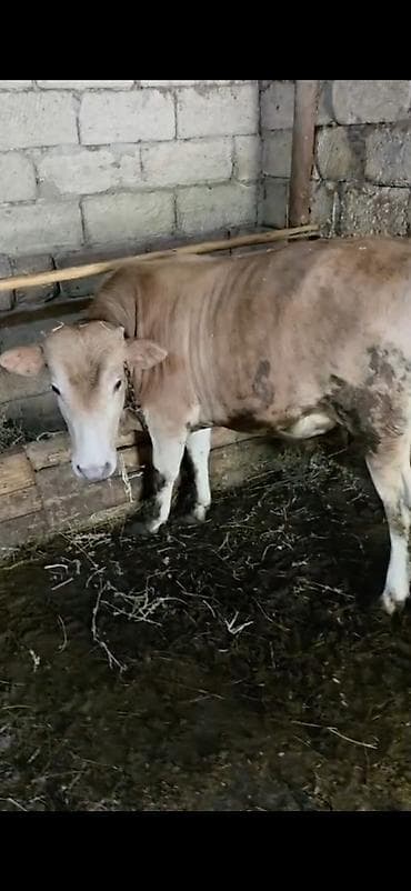 it növü: Qurbanlıq/heyvandarlıq üçün dana - Növ: iri buynuzlu heyvan (dana) - — 1
