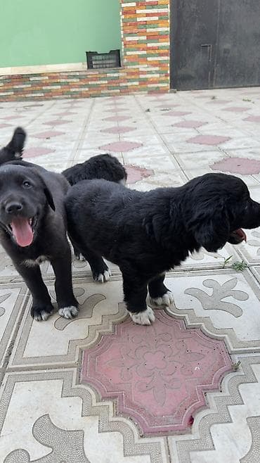 zvanok it satilir: Labrador Retriver 12.04.26 dogulublar qurd dermanlari verilib dişi — 6