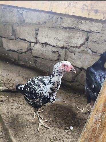 hinduska eti satilir: Toyuq, Damazlıq, Ünvandan götürmə — 4