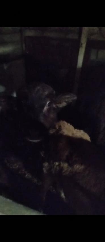 Птицы: Məhsul: Camıs yani. balali satlir balasi 5 ayliqdi ve birdenede kecen — 5