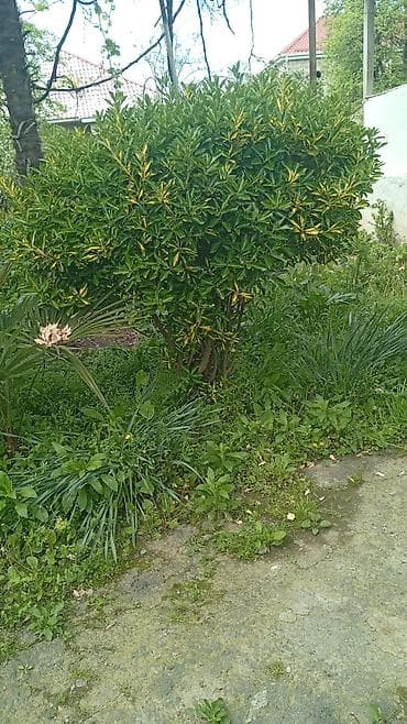 Həmişəyaşıl dekorativ çit və topiar bitkiləri – Ligustrum (Privet) - — 4