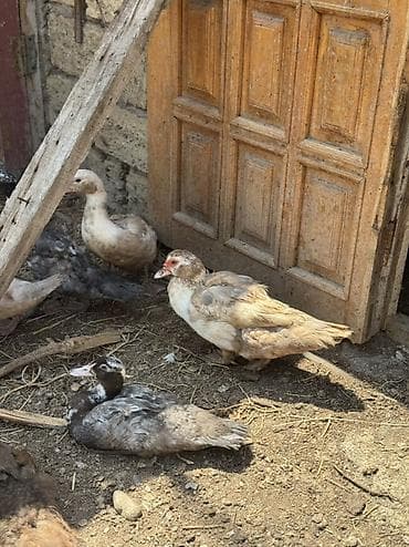 pekin ordekleri: Lavanda Lal ördəyləri, 2aylıq Balalardır. Tam Sağlam ördəylərdir — 4