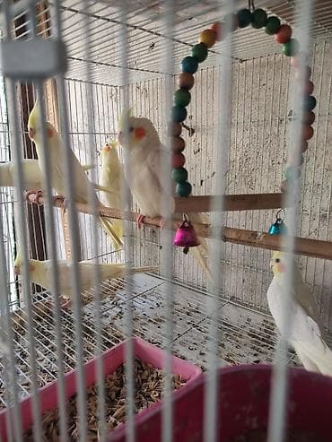 el meymunu: Ayaqlari üzüklü Əl quşlari ağlar45-50 Azn Bozlar 35 Azn vitaminli — 1