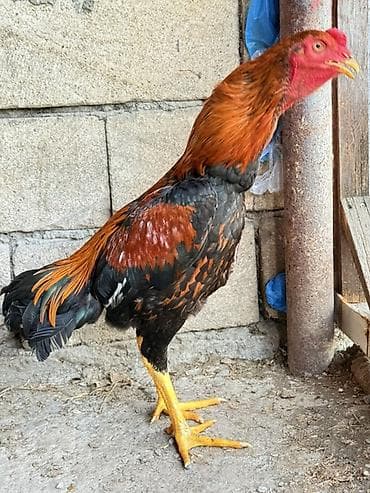 kend cuceleri: Cins: Uzunboyun döyüş tipli xoruz (yerli seleksiya) Rəng: Qırmızı-qara — 2