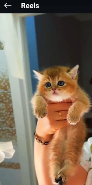 Britan, Erkək, Dişi, Yaxşı əllərə, Ünvandan götürmə