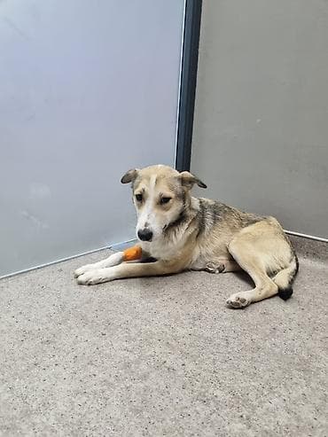 Məhsul: Gözəl xasiyyətli it (orta ölçülü) Təsvir: Salam.yalniz yaxşi