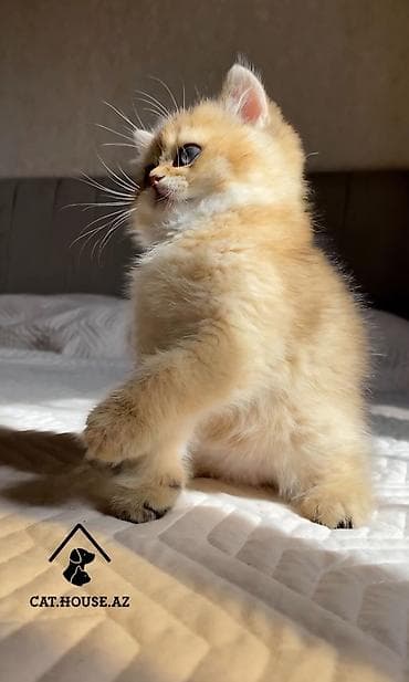 lalafo pisikler: Qızıl şinşilla — 2