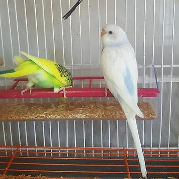 Gəmiricilər: 4-5 aylıq, tam sağlam quşlardır. Qanadı, quyruğu və dırnaqlarının — 2