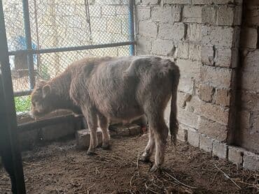 simmental inək cinsi: Məhsul: Dana (gənc iribuynuzlu heyvanlar) Təsvir: - Şəkillərdə bir — 1