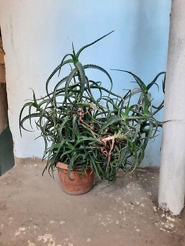 где купить алоэ вера: Böyük ölçülü saksı aloyesi (Aloe spp.) - Bitki: Tikanlı, ətli — 1