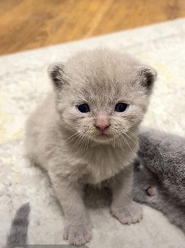 Quşlar: Şotland, Erkək, Dişi — 1