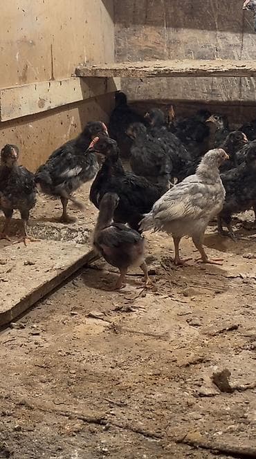Toyuq cücələri, Ətlik, Ödənişli çatdırılma