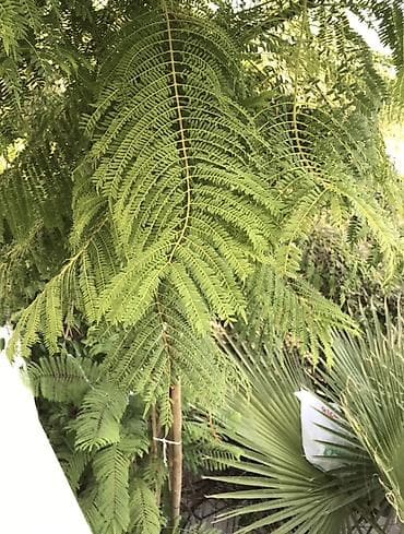 agac tingleri: Jakaranda (Jacaranda mimosifolia) tingləri satılır 🌿 Sağlam və — 3