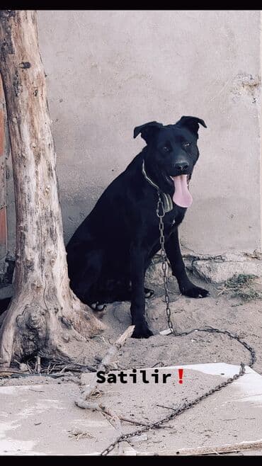 pitbull tap az: Питбуль, 9 месяцев, Самец, С прививками — 1