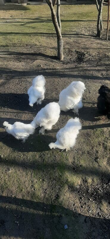 kürd toyuq: Toyuq, Damazlıq — 4