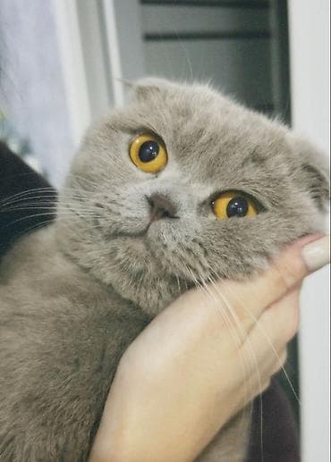 azeri it adlari: Britan, Dişi, Yaxşı əllərə, Ödənişli çatdırılma — 3