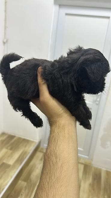 ilan dermani: Malta bolonka, 2 ay, Dişi, Peyvəndli, Pulsuz çatdırılma — 2