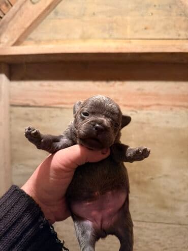 акита ину цена в баку: Американский бульдог, 1 месяц, С прививками, Платная доставка — 4