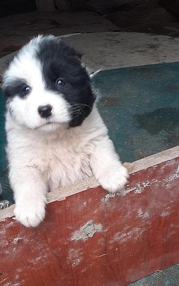 heyvan dermanlari: Qafqaz çoban iti, 1 ay, Dişi — 4