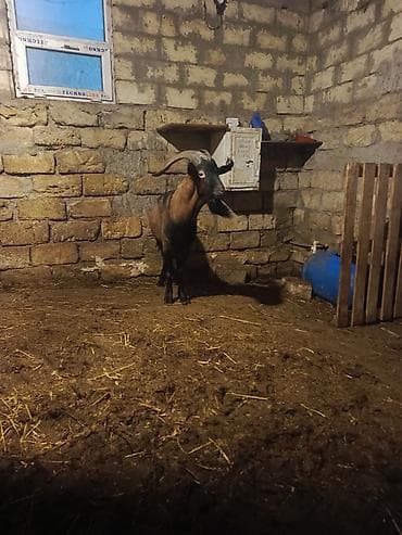 Keçilər, çəpişlər: Boğaz keçi – məhsuldar yerli cins - Cins: yerli məişət keçisi, uzun — 9