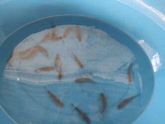 betta balıq: Balig 19 ededi kalp baligi — 2