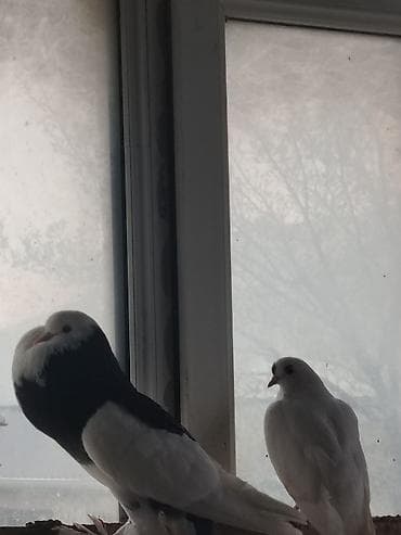 Nadir cins dekorativ göyərçinlər - Rəng: qara-ağ kombinasiyası,bir