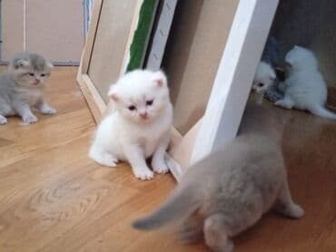 K/t heyvanları və malları: Britan, Erkək, Dişi — 1