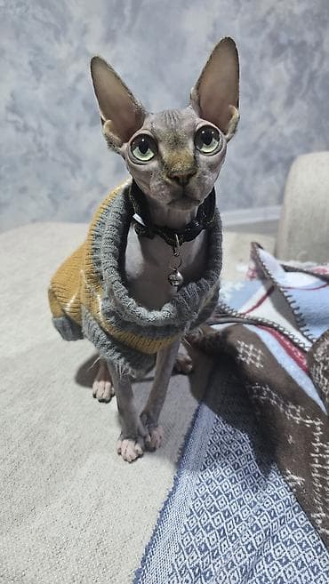 gence pisik: Sfinks — 10